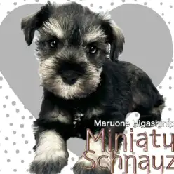 【 ミニチュアシュナウザー 】これぞシュナの標準サイズ！骨格しっかり安心体型！