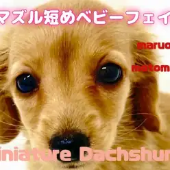 【 ミニチュアダックスフント 】暖かいイエローカラーと優しい性格が魅力の女の子！