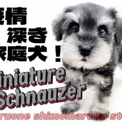 【 ミニチュアシュナウザー 】特技は真っ直ぐなアイコンタクト！心を寄せる相棒犬