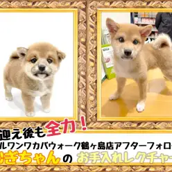 【 お迎え後が本番！マルワンアフターフォロー 】鶴ヶ島店卒業生の柴犬むぎちゃん