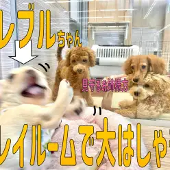 【 フレンチブルドッグ 】プレイルームにお引っ越!大はしゃぎなフレブルちゃん!