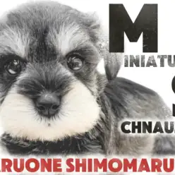 【 ミニチュアシュナウザー 】女の子らしさ抜群！穏やかさと賢さを兼ね備えた家庭犬