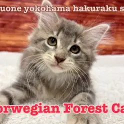 【 ノルウェージャン 】森の妖精のような気品あるお姫様
