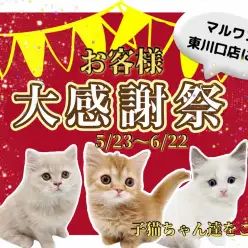 【 お客様大感謝祭 】マルワン東川口店に在店しているネコちゃん達をご紹介！