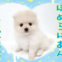 【 ポメラニアン 】プレミアムたぬきポメが降臨！黄金比率1：1の爆毛ボディは必見