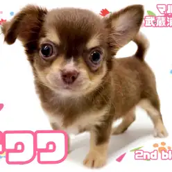 【 チワワ 】チョコレートタンの人気色！人懐っこくてお利口さんな女の子！