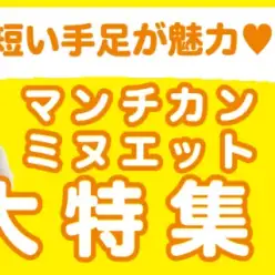 【 マンチカン・ミヌエット特集 】5/2現在在店中の短足ニャンコ！最新動画付き！