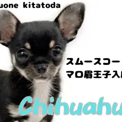 【 チワワ 】スムースコートを纏った新星現る！手乗りサイズのスムチくん入店！