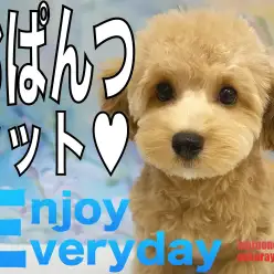 【 MIX 】全身カットで可愛いおぱんつスタイルに大変身したマルプーちゃん!