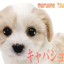 【 MIX 】（キャバリア☓ビションフリーゼ）人気上昇中のキャバションの女の子！！