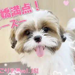 【 ほっこり北通vol.161 】抜群の甘えん坊スキル！愛嬌満点シーズーくん