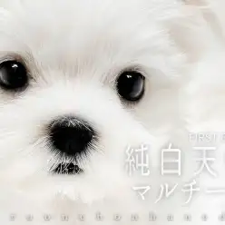 【 マルチーズ 】南の島からやってきたホワイトカラーが美しい美男子が登場！