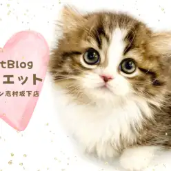 【 ミヌエット 】とろ〜んとタレ目で見つめちゃう!ミヌくんが志村坂下に仲間入り!