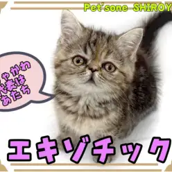 【 エキゾチック 】外見も性格もピカイチ！悶絶級に可愛いエキゾチック登場！