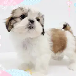 【 シーズー 】愛嬌たっぷりな癒し犬代表！鼻ペチャ界のアイドルドッグ登場！