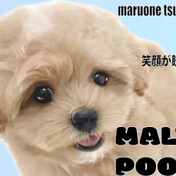 【 MIX 】笑顔がとても素敵なアプリコットカラーのマルプーちゃんの男の子!