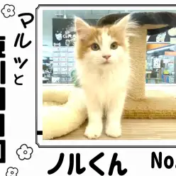 【 マルっと東川口日和No.18 】ふんわり長毛の癒し系男の子のノルウェージャン