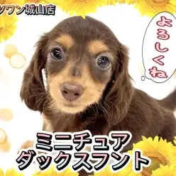 【 ミニチュアダックスフント 】とっても小さな激甘えん坊ちゃんの来店です。
