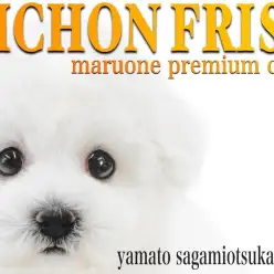 【 ビションフリーゼ 】大和市に現れた抜群の容姿を持つプレミアムクラスのアフロ犬