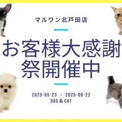 【 お知らせ 】マルワンイオンモール北戸田店お客様大感謝祭スタート！子犬子猫紹介