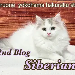 【 サイベリアン 】神秘的なパステル三毛にゃんこの成長記録