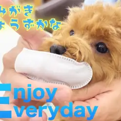 【 トイプードル 】歯が抜けたぷーこちゃん!歯磨きトレーニングスタート!