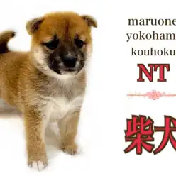 【 柴犬 】ムッチリ触り心地がたまらない！マシュマロボディのヤマトナデシコ