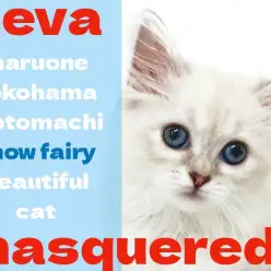 【 ネヴァマスカレード 】希少猫！ブルーリンクスポイントの雪の妖精登場！