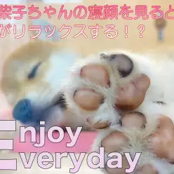 【 柴犬 】寝姿を見るとなぜか癒やされる?!脳がリラックスする理由!
