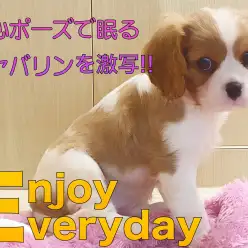 【 キャバリア 】お店に仲間入りして4日目！可愛い寝姿を激写！