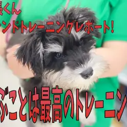 【 フレンドトレーニング 】ワンちゃんの社会性を育てる!卒業生レポ!!
