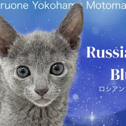 【 ロシアンブルー 】その時々で多くの顔を魅せるロシブルちゃん！