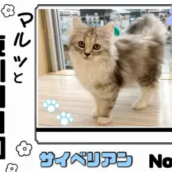 【 マルっと東川口日和No.10 】超美猫！性格も魅力たっぷりのサイベちゃん！