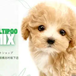 【 マルプー 】MIX犬代表！お顔から性格まで完璧なマルプーくんがやってきた！