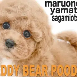 【 トイプードル 】 赤毛と短足の甘えん坊！初心者にもおすすめの子犬が大和市に！