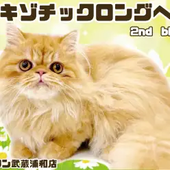 【 エキゾチック 】注目すべきは目と鼻の最強黄金配置！希少なロングヘアの男の子！