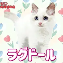 【 ラグドール 】ブルーの瞳とホワイトの被毛が美しいゴージャスレディが埼玉に登場