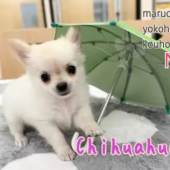 【 チワワ 】抱き心地抜群、むっちりボディのチワワちゃんが仲間入り！