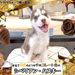 【 シベリアン・ハスキー 】遂にやってきた!天使のようなチョコレートハスキー