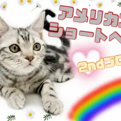 【 アメリカンショートヘア 】生後4ヶ月半！超甘えん坊な男の子の成長記録！