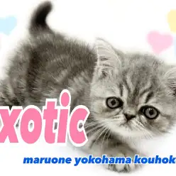 【 エキゾチック 】ぶちゃかわの代表!鼻ぺちゃ×タレ目の癒し系男子
