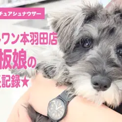 【 ミニチュアシュナウザー 】人懐っこくてお手入れ上手!マルワン本羽田店の看板娘!