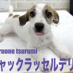 【 ジャックラッセルテリア 】2NDブログ、愛嬌たっぷりな男の子!