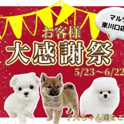 【 お客様大感謝祭 】マルワン東川口店に在店しているワンちゃん達をご紹介！