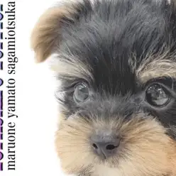 【 ヨークシャーテリア 】マズル短めの小さめサイズ!大和市に実在するアイドル犬!