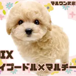 【 マルプー 】トイプードルとマルチーズの大人気MIXが埼玉浦和に登場！