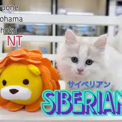 【 サイベリアン 】優しい色合いの癒し系男の子が横浜港北NT店へ仲間入り！