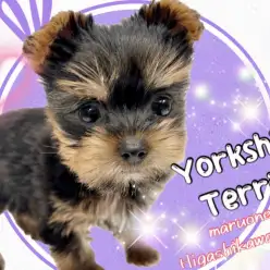 【 ヨークシャーテリア 】手の平サイズのお姫様！今しか見られない毛色にもご注目！