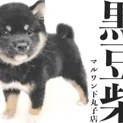 【 豆柴 】人気の黒毛カラー！小さな体に詰まった魅力満載の男の子が大田区にキタ！