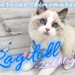 【 ラグドール 】見た目も性格も100点満点のイケメン大型猫種の2ndブログ！